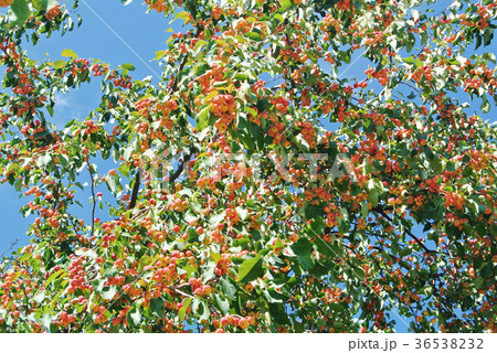 Plenty of little ornamental red yellow ripe apples Plenty of little ornamental red yellow ripe apples 36538232
