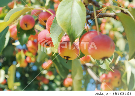 Close up of little ornamental red yellow ripe Close up of little ornamental red yellow ripe 36538233