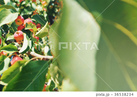 Plenty of little ornamental red yellow ripe apples Plenty of little ornamental red yellow ripe apples 36538234