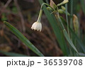 スズラン 36539708