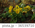 ビオラ（黄色） 36539710