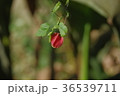 赤い花 36539711