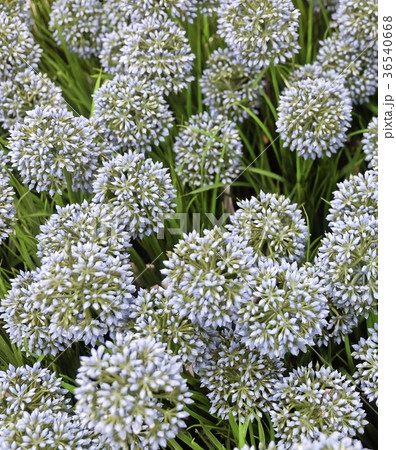 Artificial Giant Onion Flower or Allium Giganteum 36540668