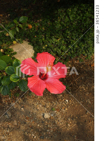 ハイビスカス・ペインテッドレディ 36541233