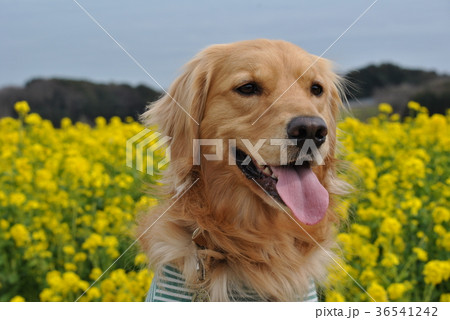 菜の花と犬 菜の花と犬 36541242