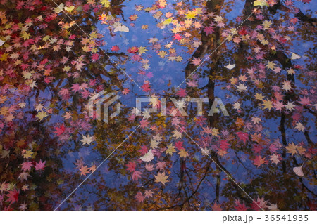紅葉が浮き沈む水面 紅葉が浮き沈む水面 36541935