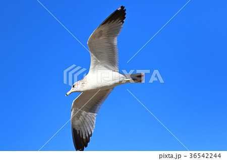 カモメ（アメリカ・カリフォルニア） 36542244