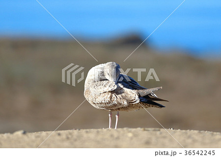 カモメ（アメリカ・カリフォルニア） 36542245