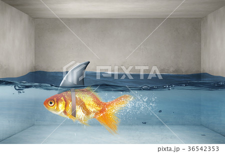 Gold fish with shark flip 36542353