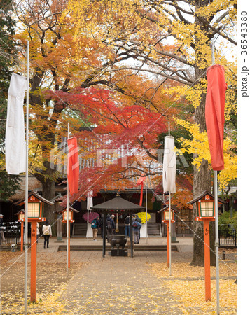 紅葉の等々力不動尊 36543380