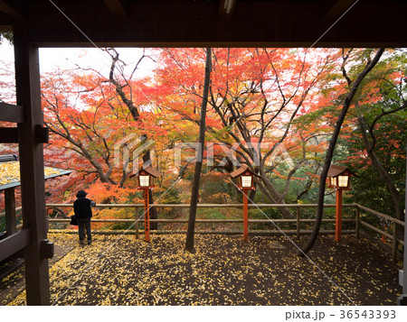 紅葉の等々力不動尊 紅葉の等々力不動尊 36543393