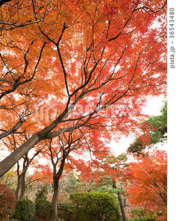 秋の等々力渓谷公園 36543480
