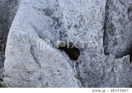 四国カルスト 36543667