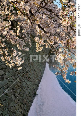 福井城址の桜 36543947