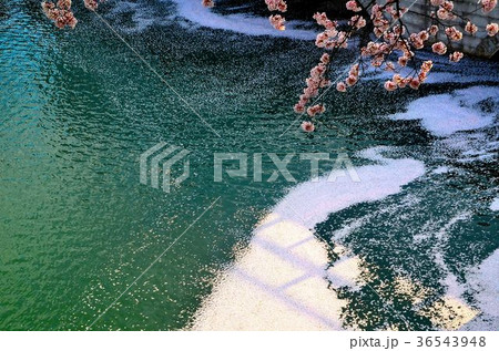 福井城址の桜、花筏 福井城址の桜、花筏 36543948