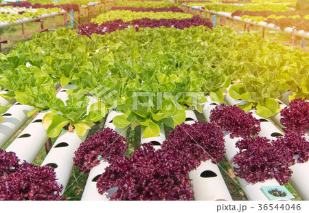 Organic hydroponic vegetable in cultivation farm 36544046