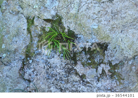 荒い岩肌 荒い岩肌 36544101