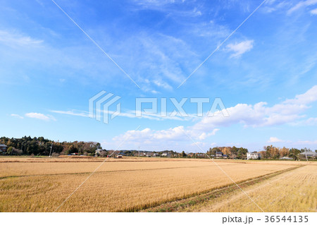 千葉県睦沢町の風景 36544135