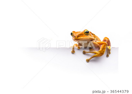 frog isolated on white background frog isolated on white background 36544379