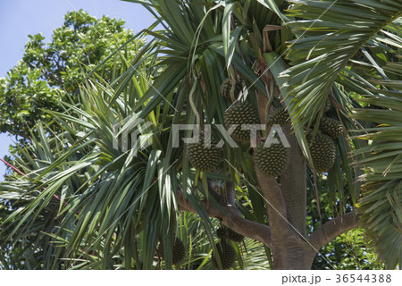 タコノキ 36544388