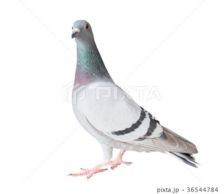 full body of homing pigeon bird full body of homing pigeon bird 36544784