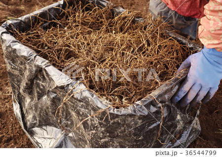 ユリ根　収穫イメージ素材 36544799