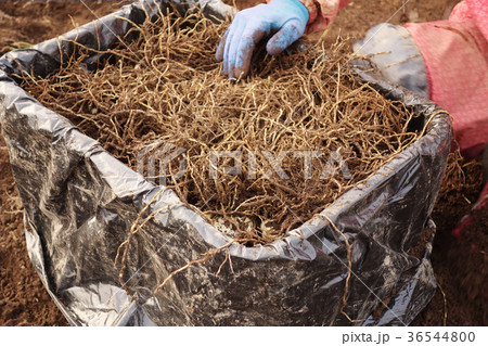 ユリ根　収穫イメージ素材 36544800