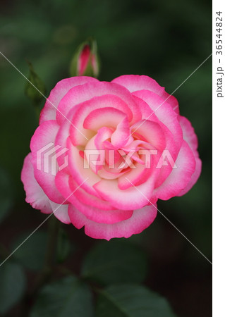 ピンクのバラ一輪の写真素材