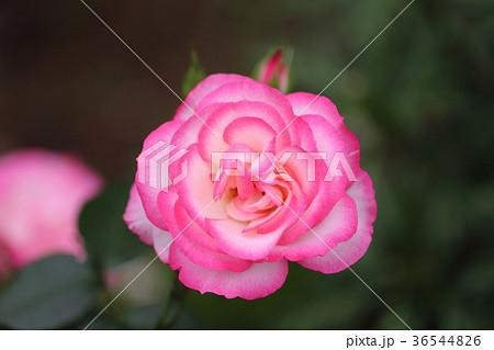 ピンクのバラ一輪の写真素材