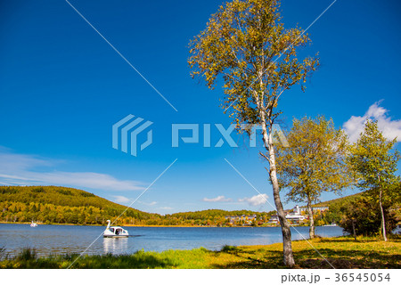 長野 秋の白樺湖 白鳥ボート 長野 秋の白樺湖 白鳥ボート 36545054