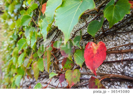 赤ブドウ 美男蔓 植物の写真素材