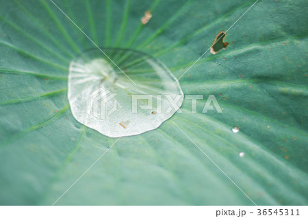 Water drops with freshness of nature. Water drops with freshness of nature. 36545311