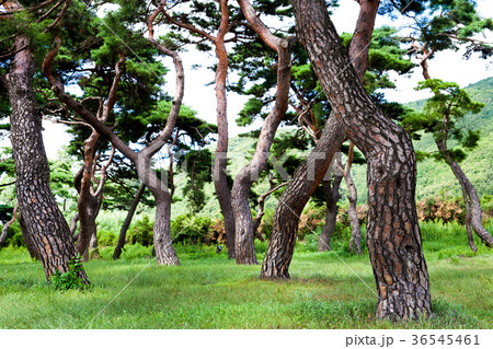韓国 風景 空 36545461