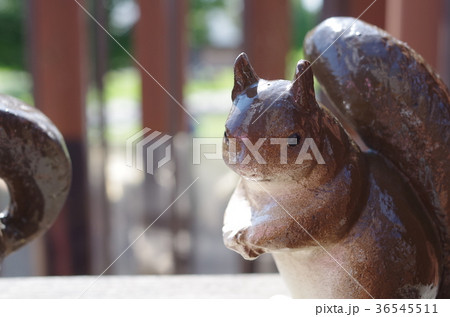 公園のリス 36545511