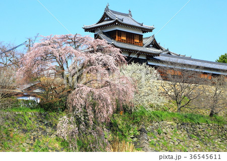 奈良県　郡山城　しだれ桜 36545611