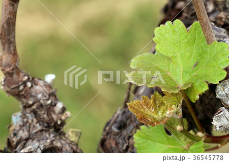 Grape leaves new sprouting 36545778