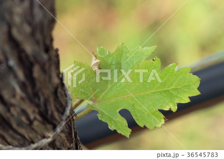Grape leaves new sprouting 36545783