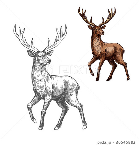 Deer, reindeer or elk sketch of wild mammal animal 36545982