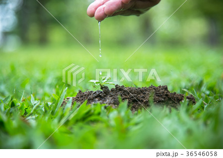 Hands of a farmer woman watering young green plant 36546058