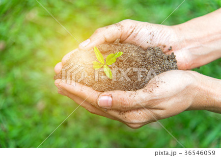 Tree growth. Planting a tree 36546059