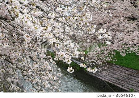 奈良県　高田千本桜 36546107