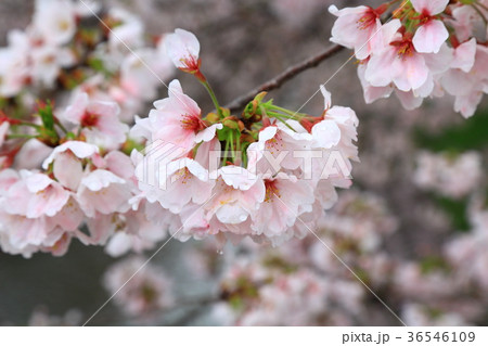 奈良県　高田千本桜 36546109