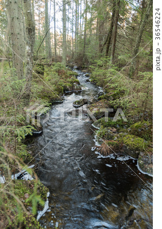 Streamimg water in an unspoiled forest 36546224