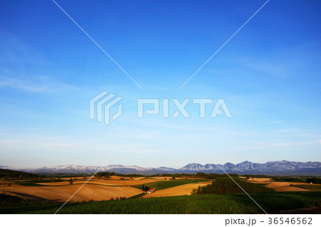 5月の美瑛 夕景 5月の美瑛 夕景 36546562
