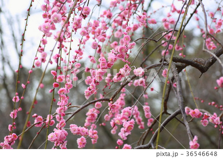 ウメの花 36546648