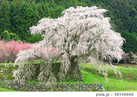 奈良県大宇陀 又兵衛桜 奈良県大宇陀 又兵衛桜 36546666