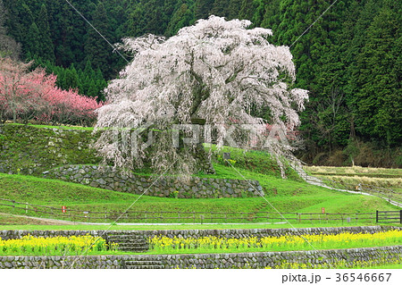 奈良県大宇陀 又兵衛桜 奈良県大宇陀 又兵衛桜 36546667