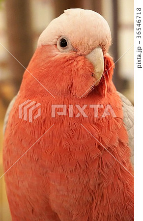 モモイロインコ 36546718