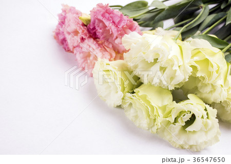 ピンクをバックに薄緑色のユーストマの花 36547650