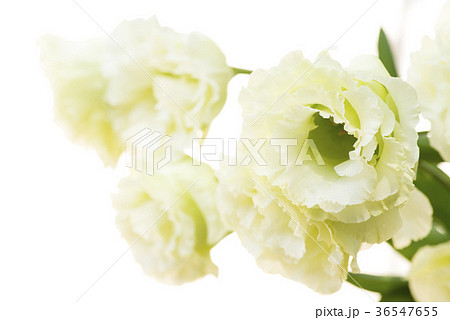 白背景の薄緑色のフウリンソウの花の写真素材